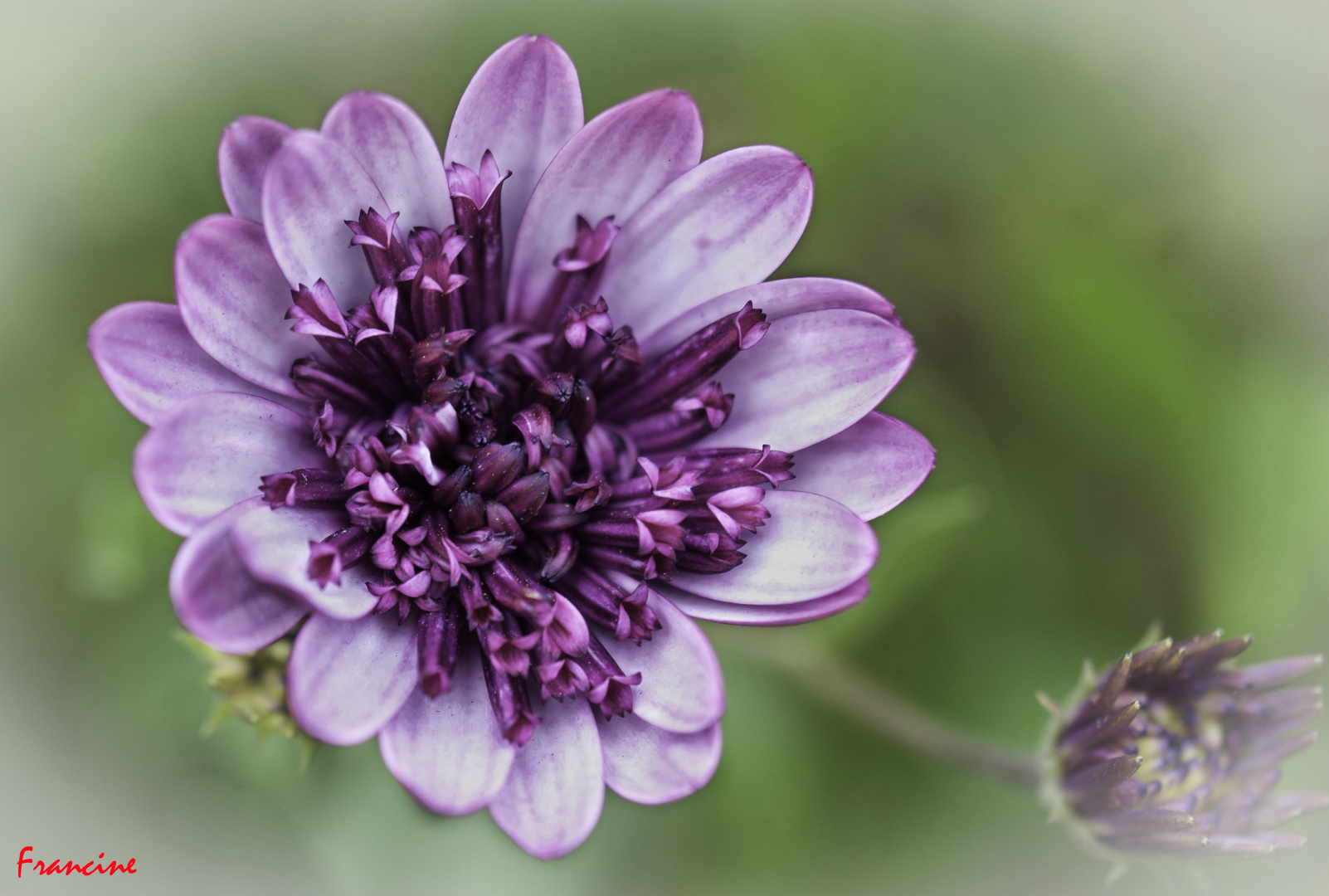 Couleur des fleurs ...