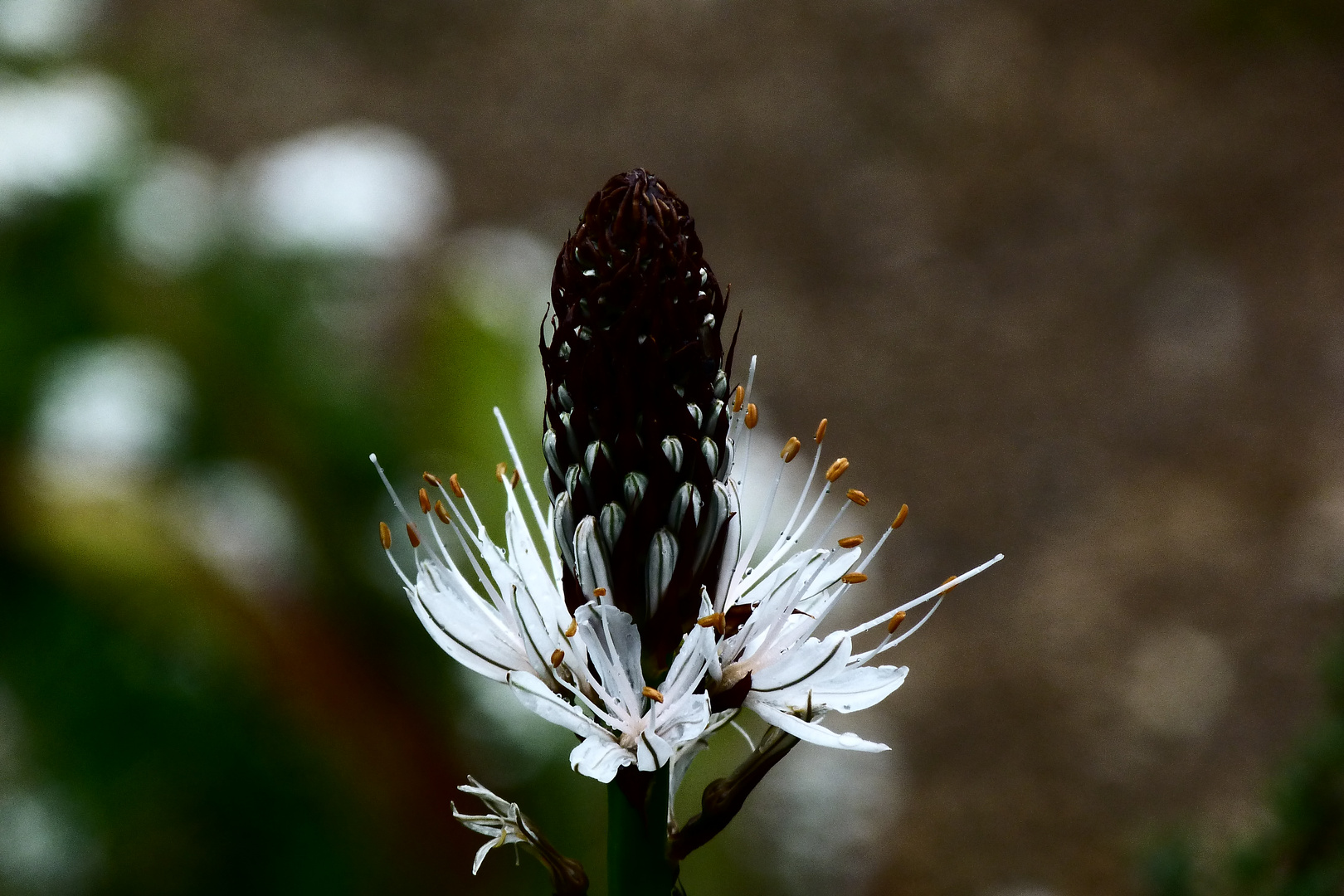 couleur d'hiver pour fleur du printemps