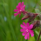 Couleur Fushia