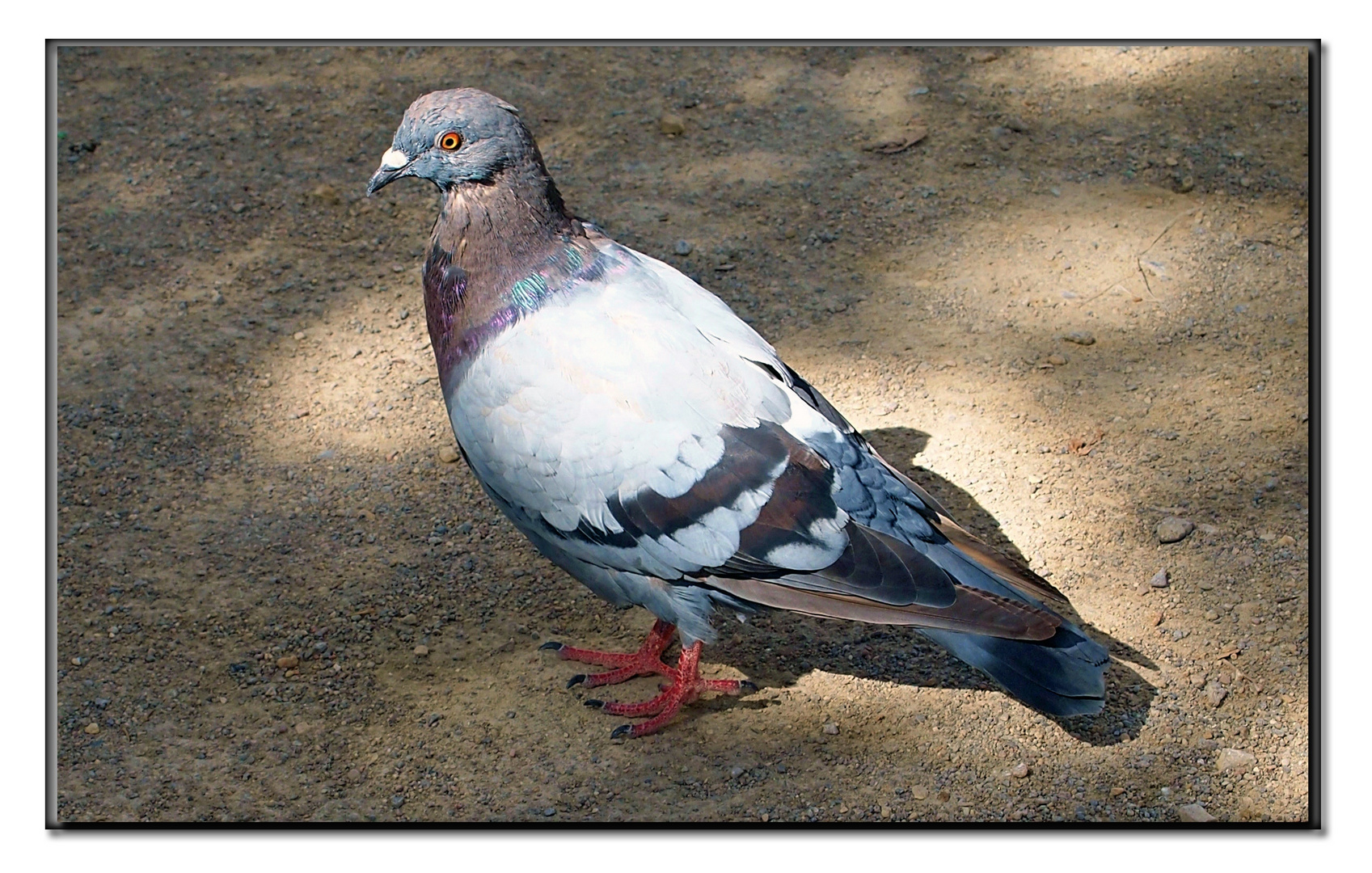 couleur gorge de pigeon...