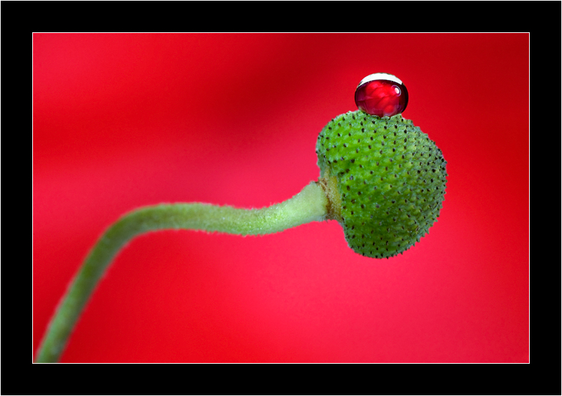 Couleur Grenadine de amanite 