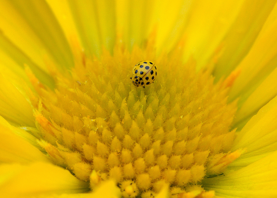 *COULEUR JAUNE*