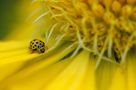 COULEUR JAUNE de Bernd Ullrich 