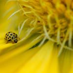 COULEUR JAUNE