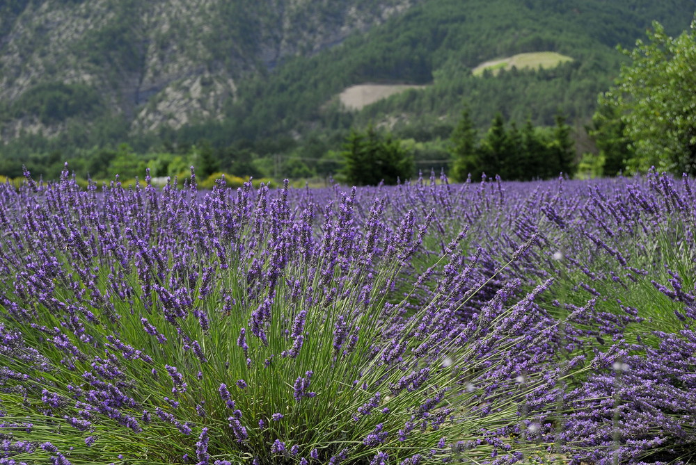 Couleur lavande