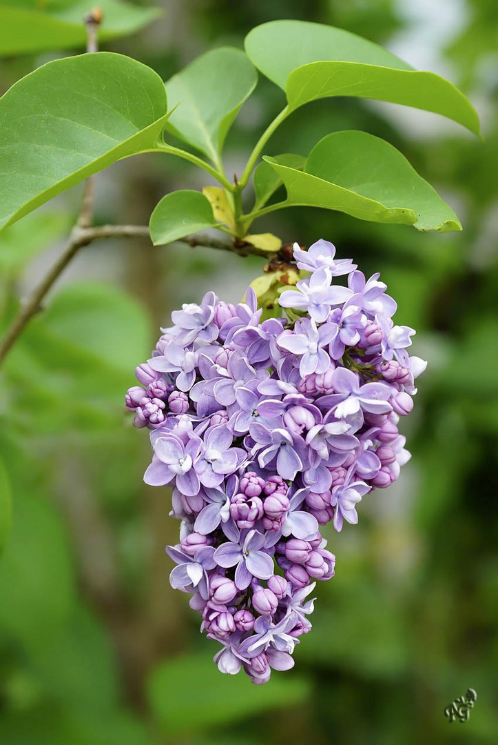 Couleur lilas