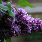 Couleur Lilas