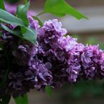 Couleur Lilas