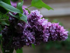 Couleur Lilas