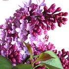 Couleur Lilas