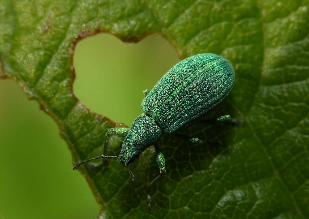 couleur menthe à l 'eau