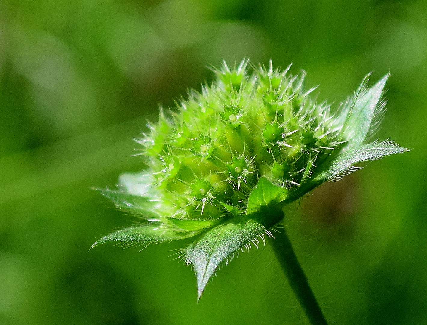 Couleur nature