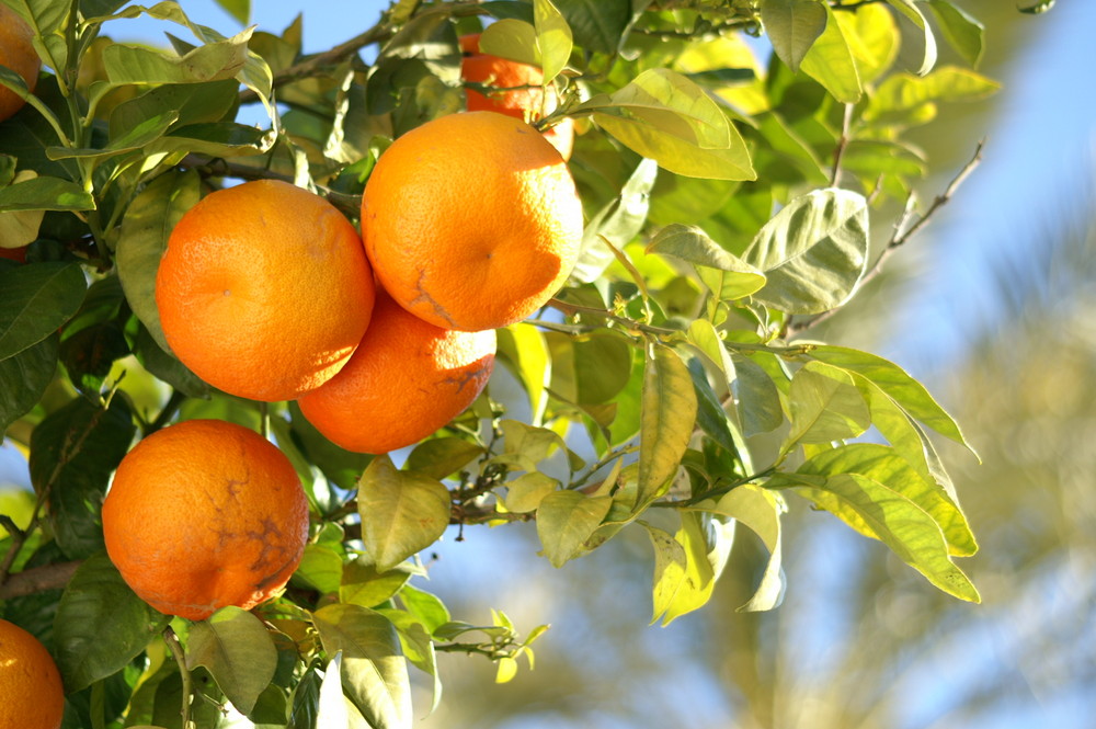 Couleur orange.1