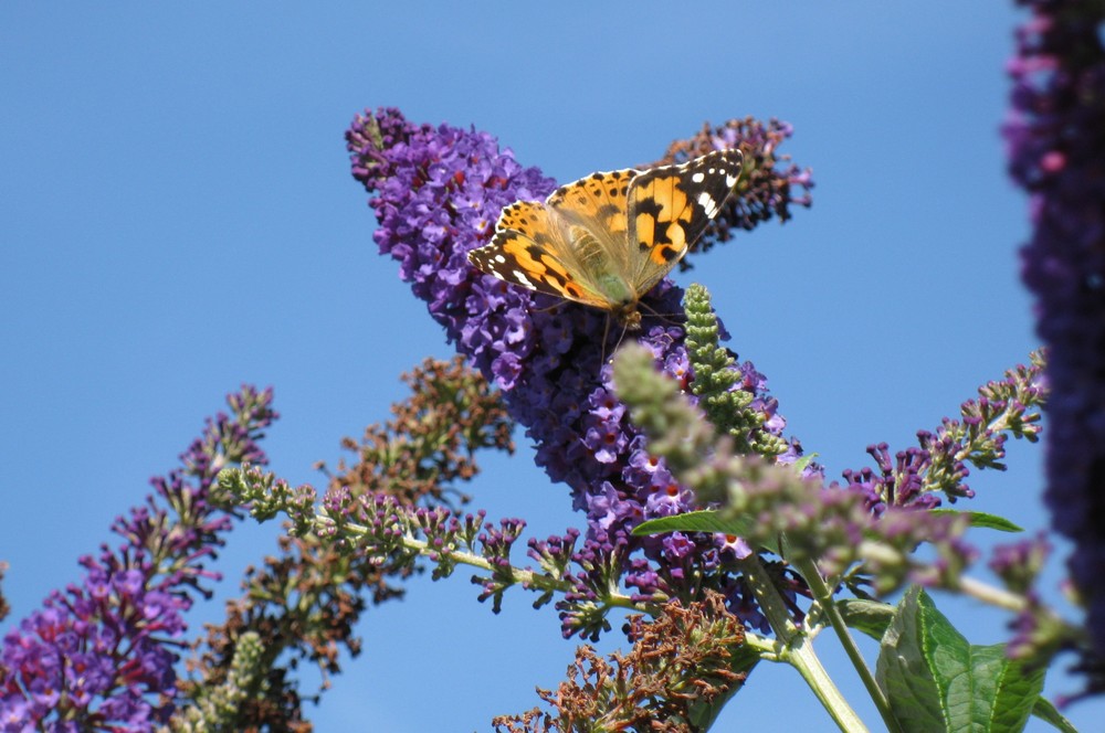 couleur papillon