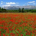 Couleur Provence !