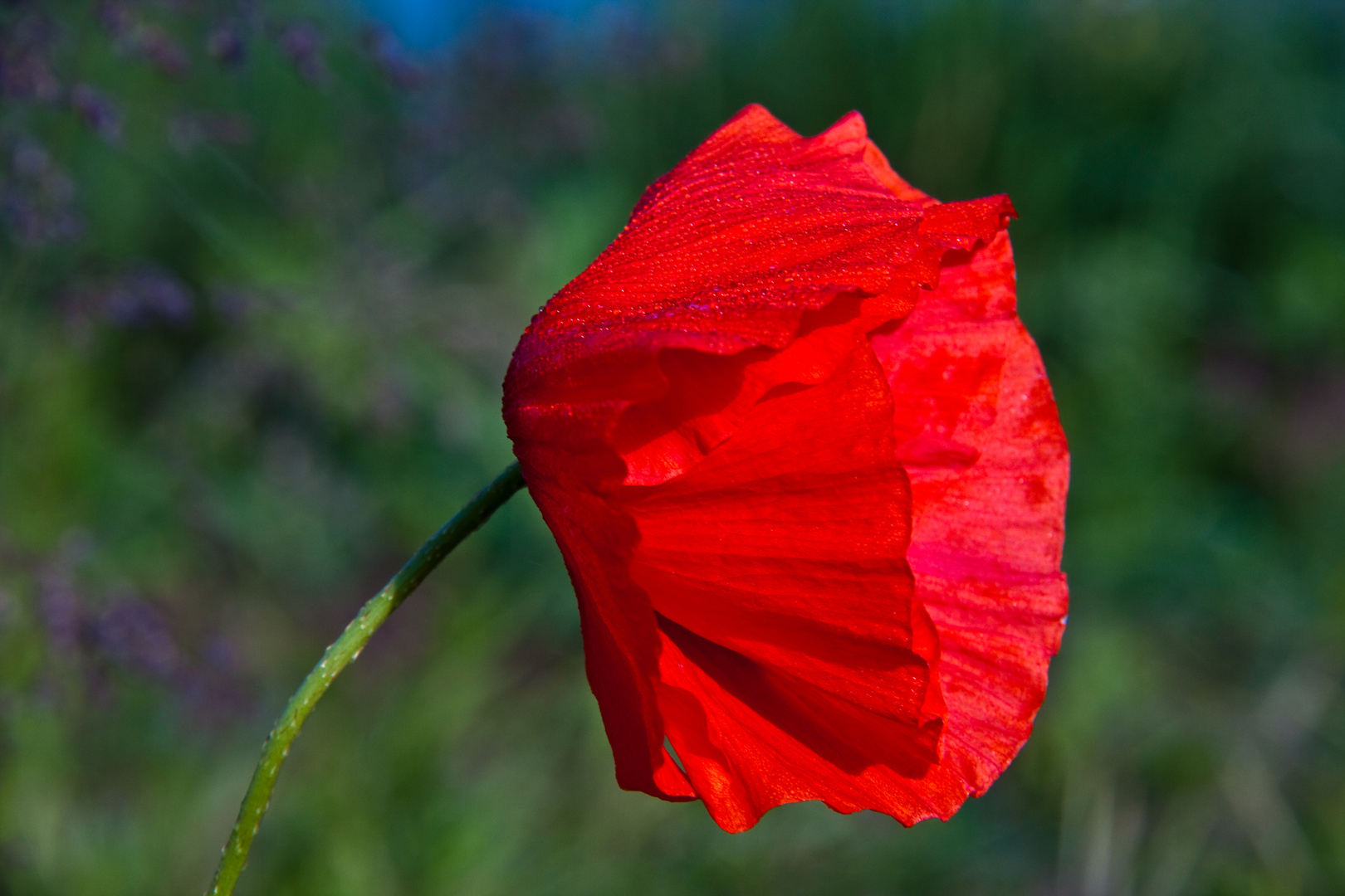 couleur rouge