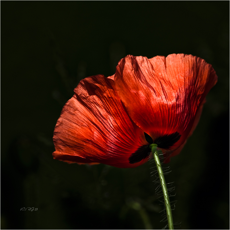 couleur rouge