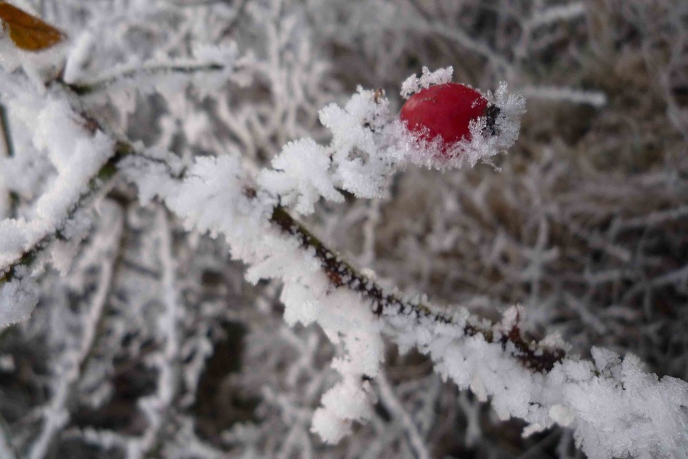 couleur rouge en hiver