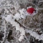 couleur rouge en hiver