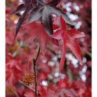 Couleur rouge érable