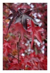 Couleur rouge érable