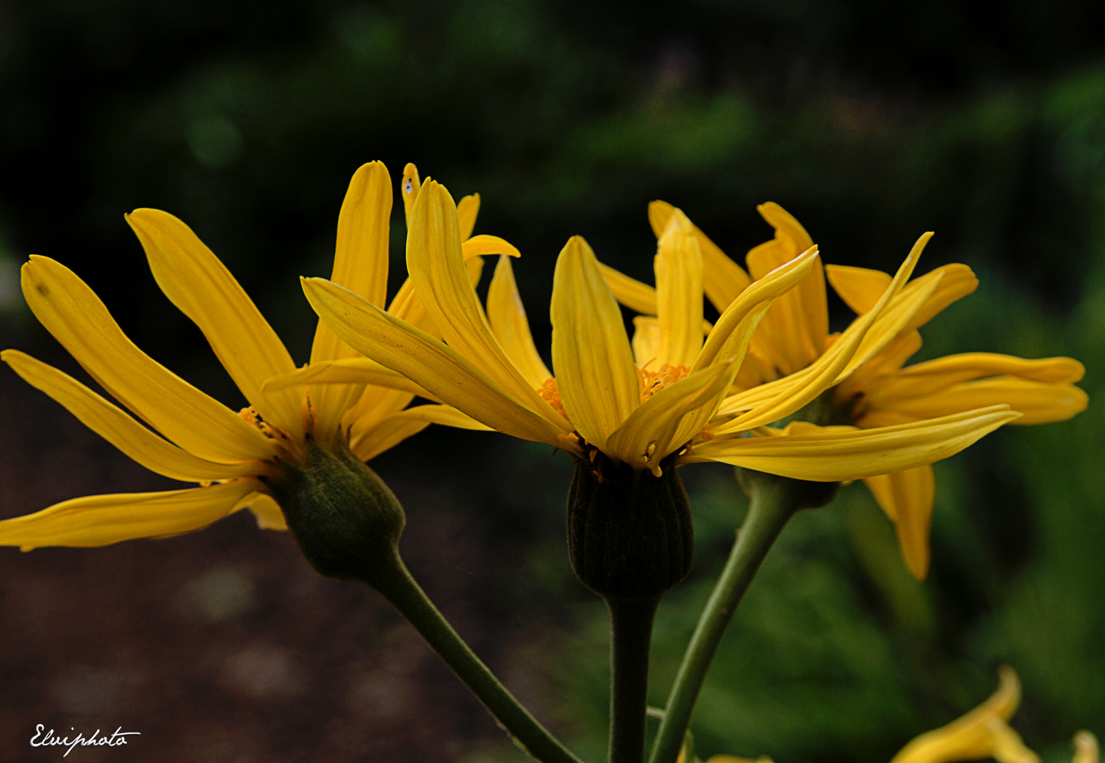 Couleur soleil 