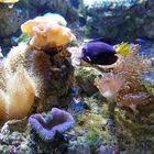 Couleurs à l'Aquarium