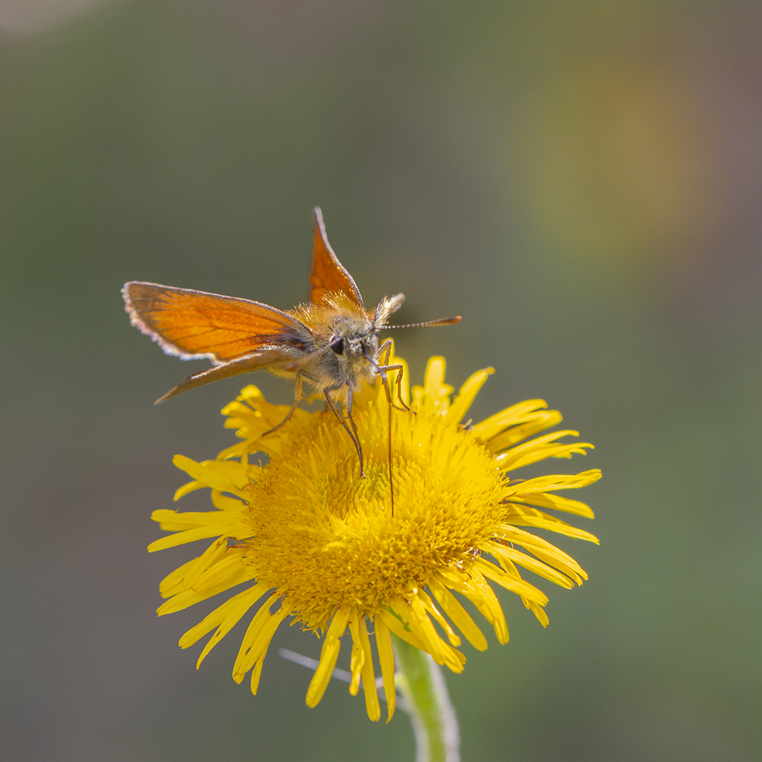 Couleurs acidulées