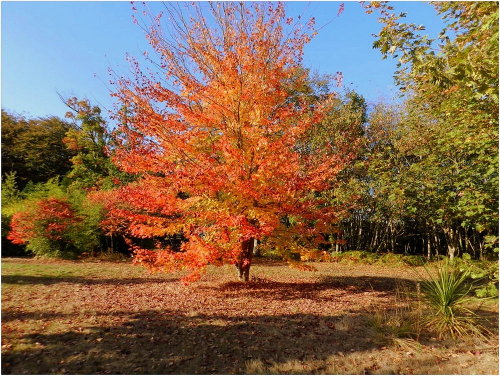 couleurs automnales