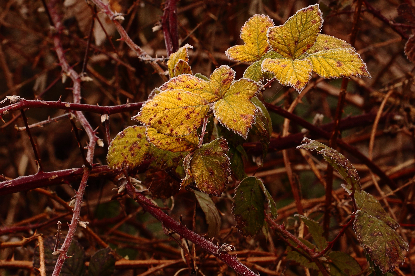 Couleurs Automne - Hiver