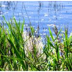 Couleurs-Camargue. 2.