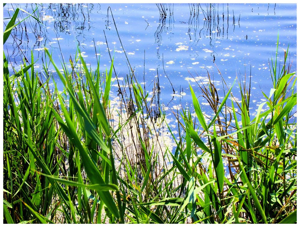 Couleurs-Camargue. 2.