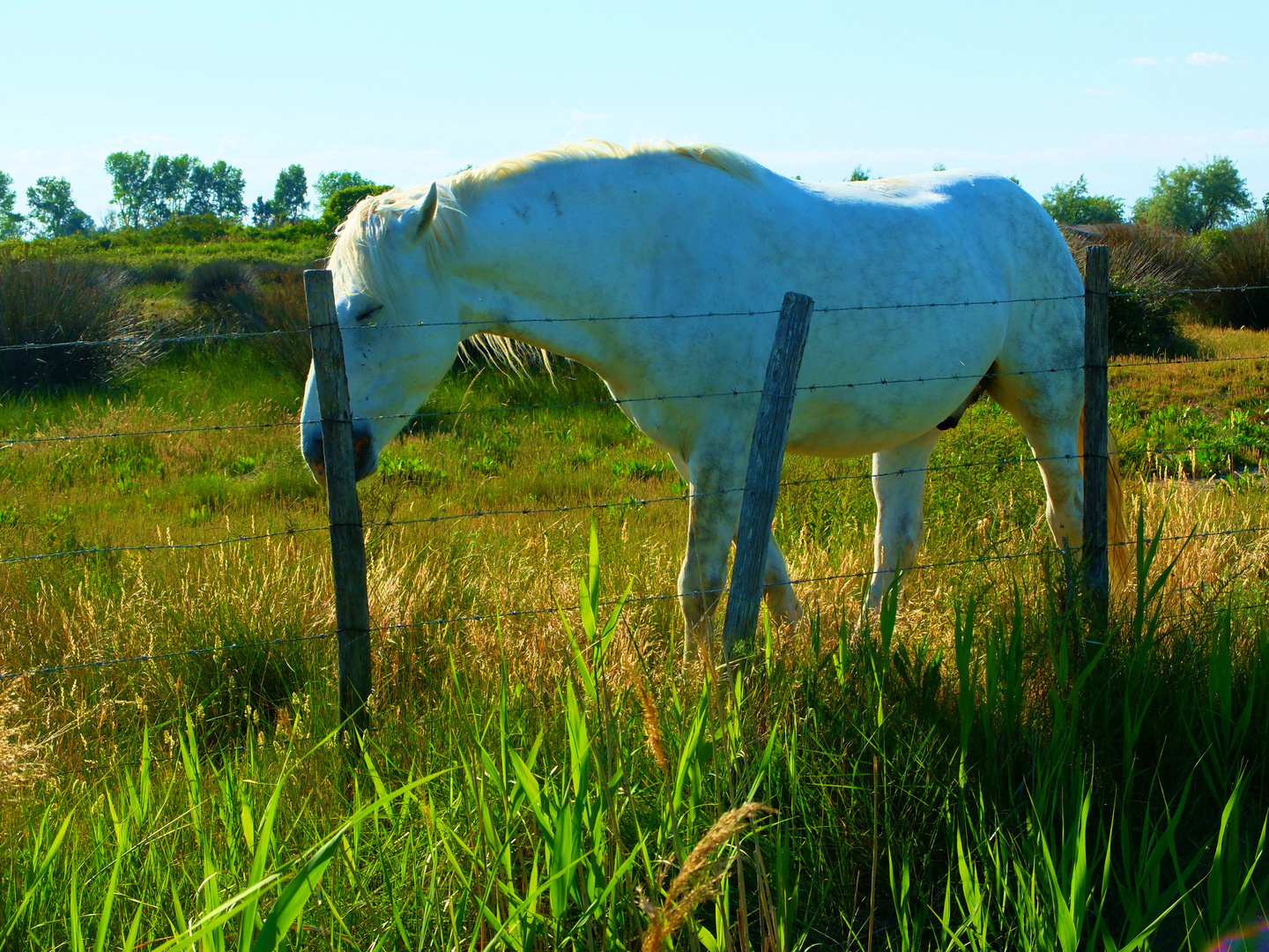 Couleurs Camargue