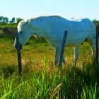 Couleurs Camargue