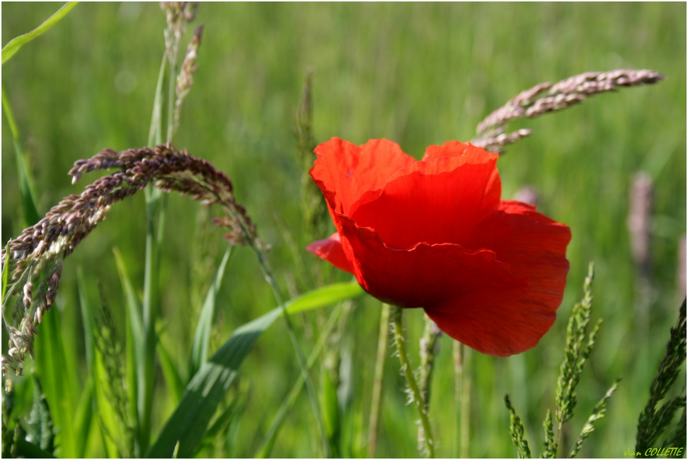 Couleurs complémentaires.