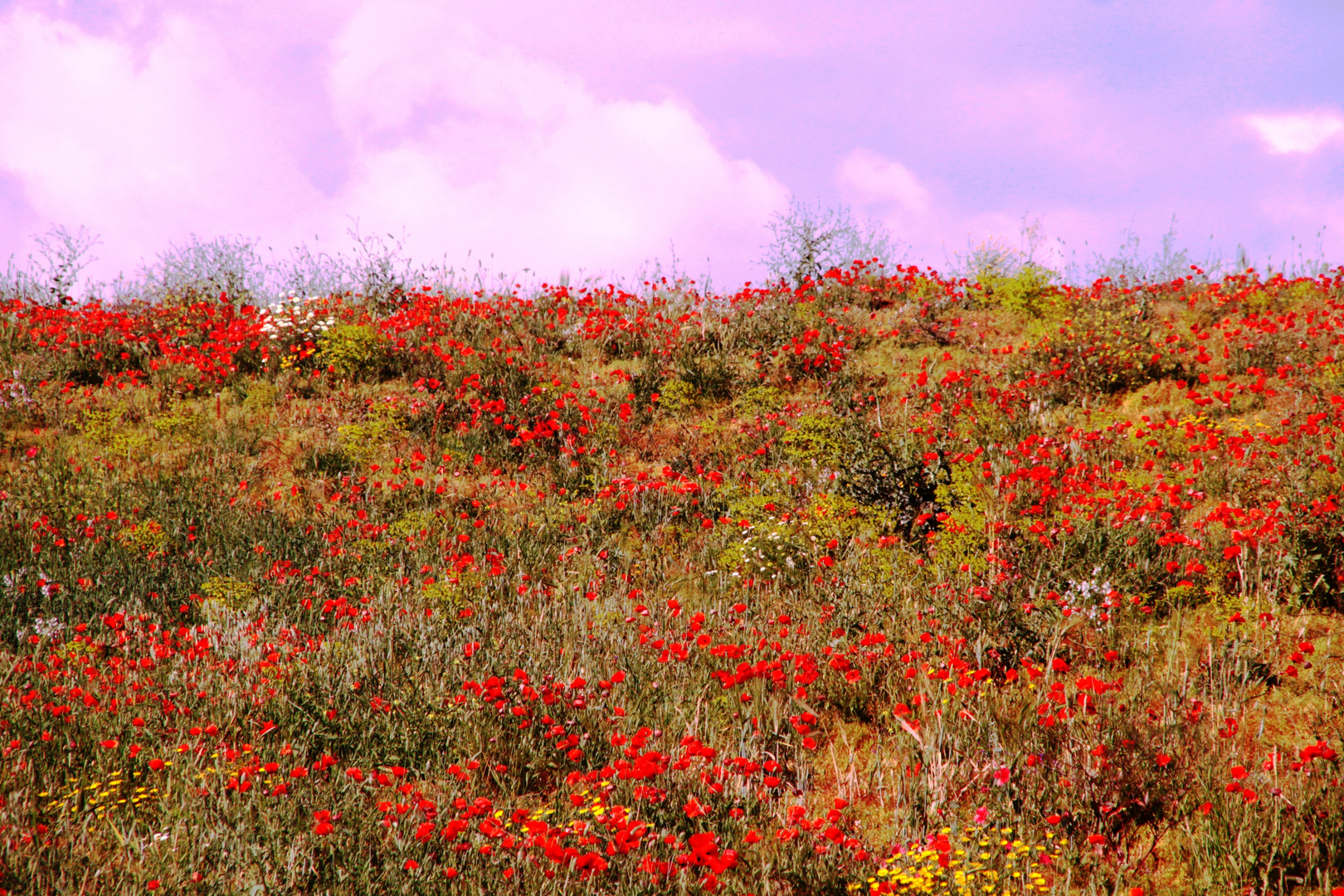 COULEURS