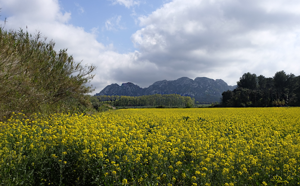 Couleurs dans les Alpilles