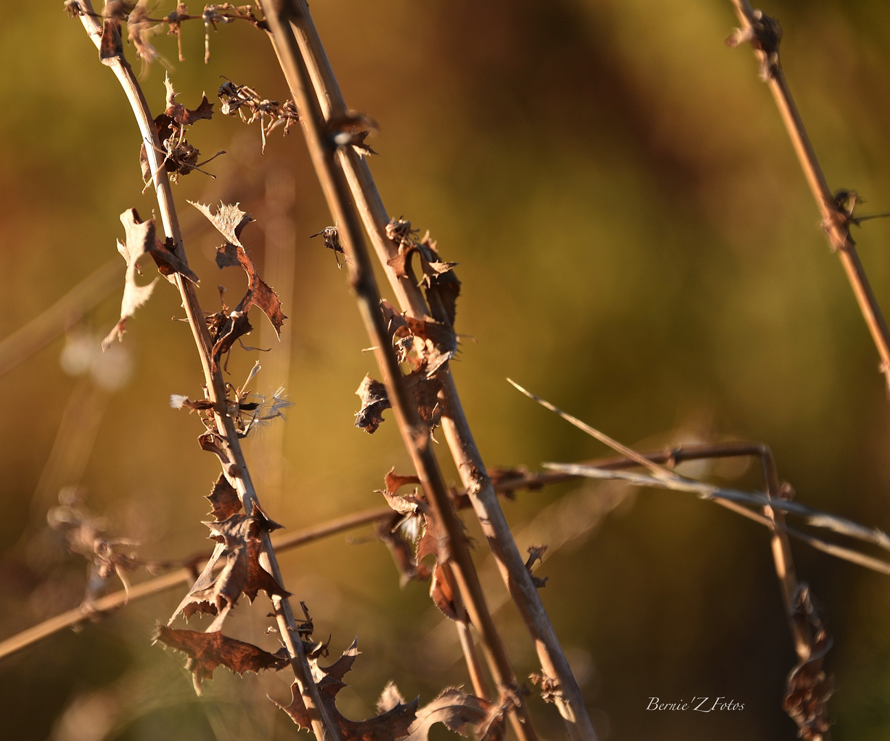 couleurs d'automne