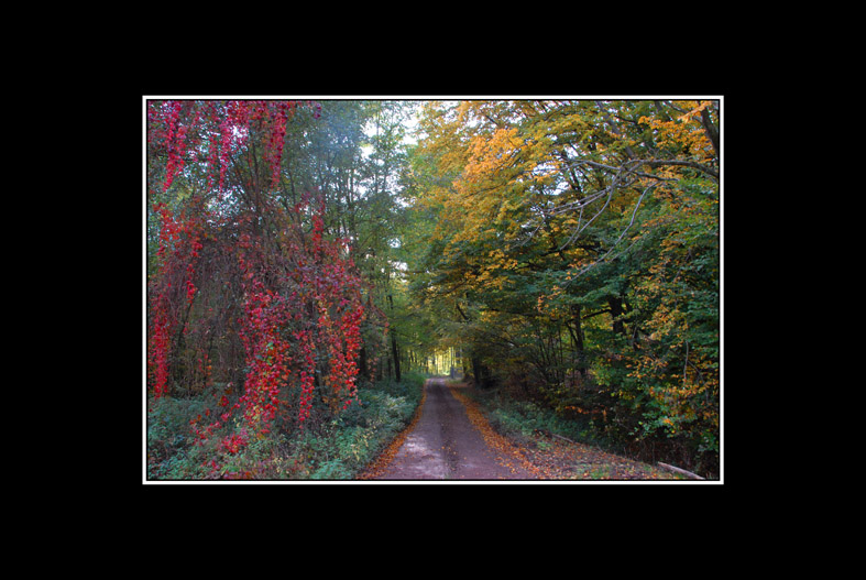 couleurs d'automne 05