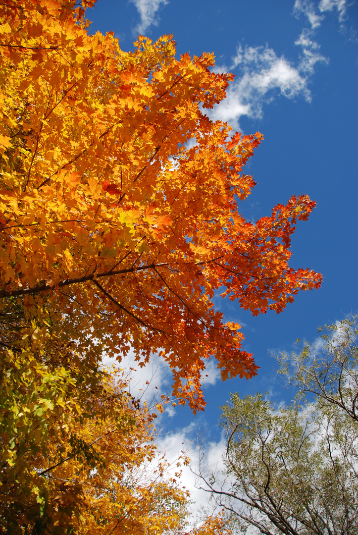 Couleurs d'automne