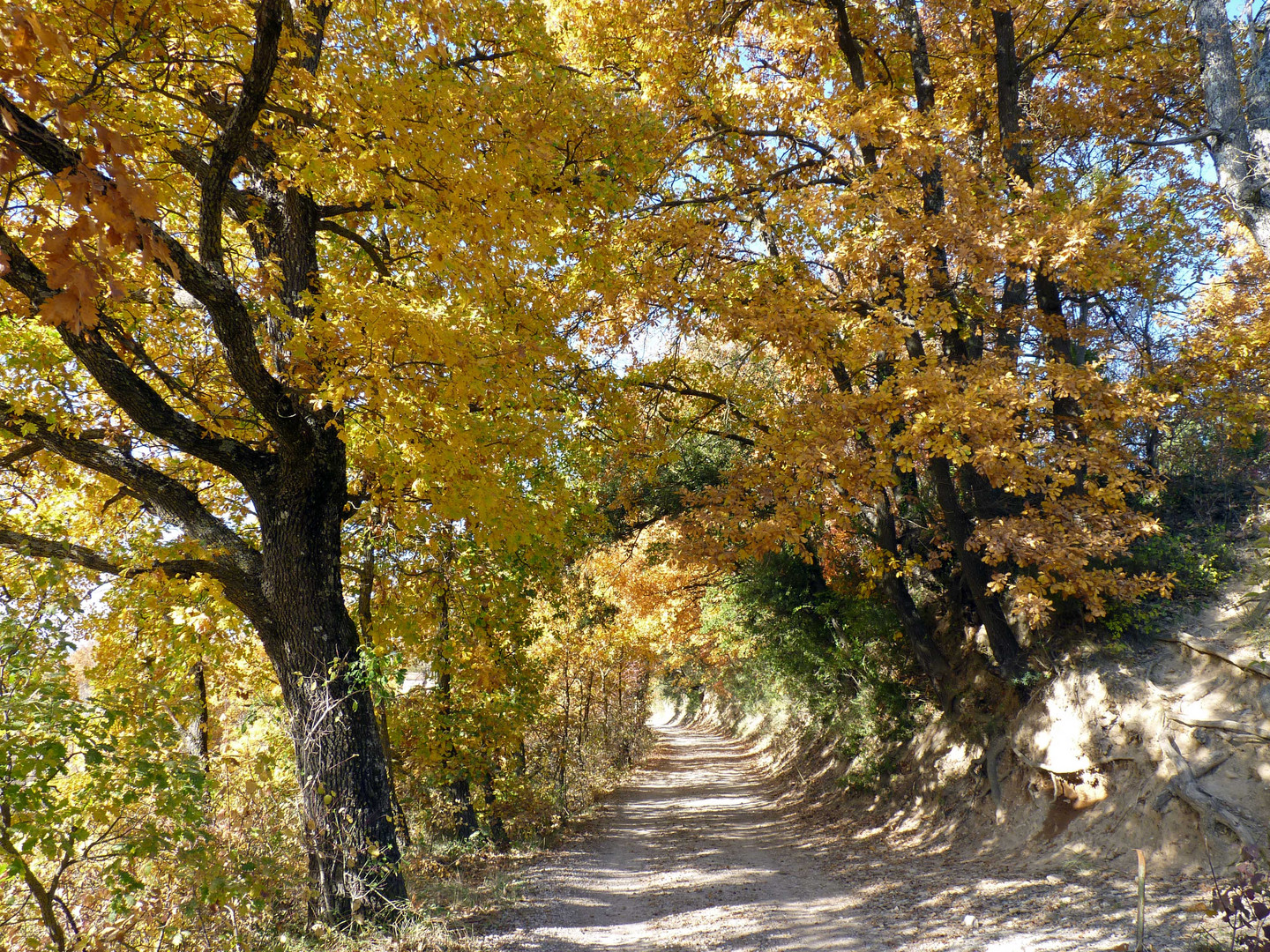 couleurs d'automne