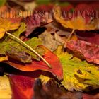 couleurs d'automne