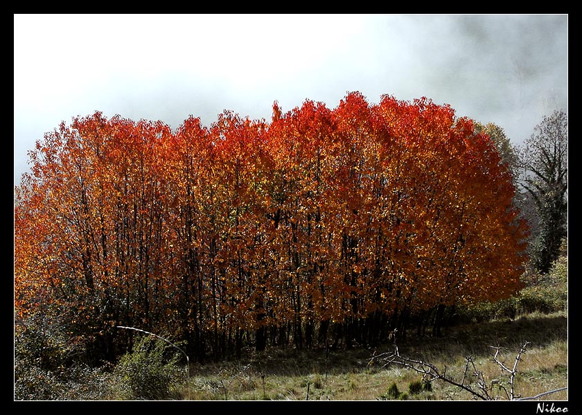 couleurs d'automne 1