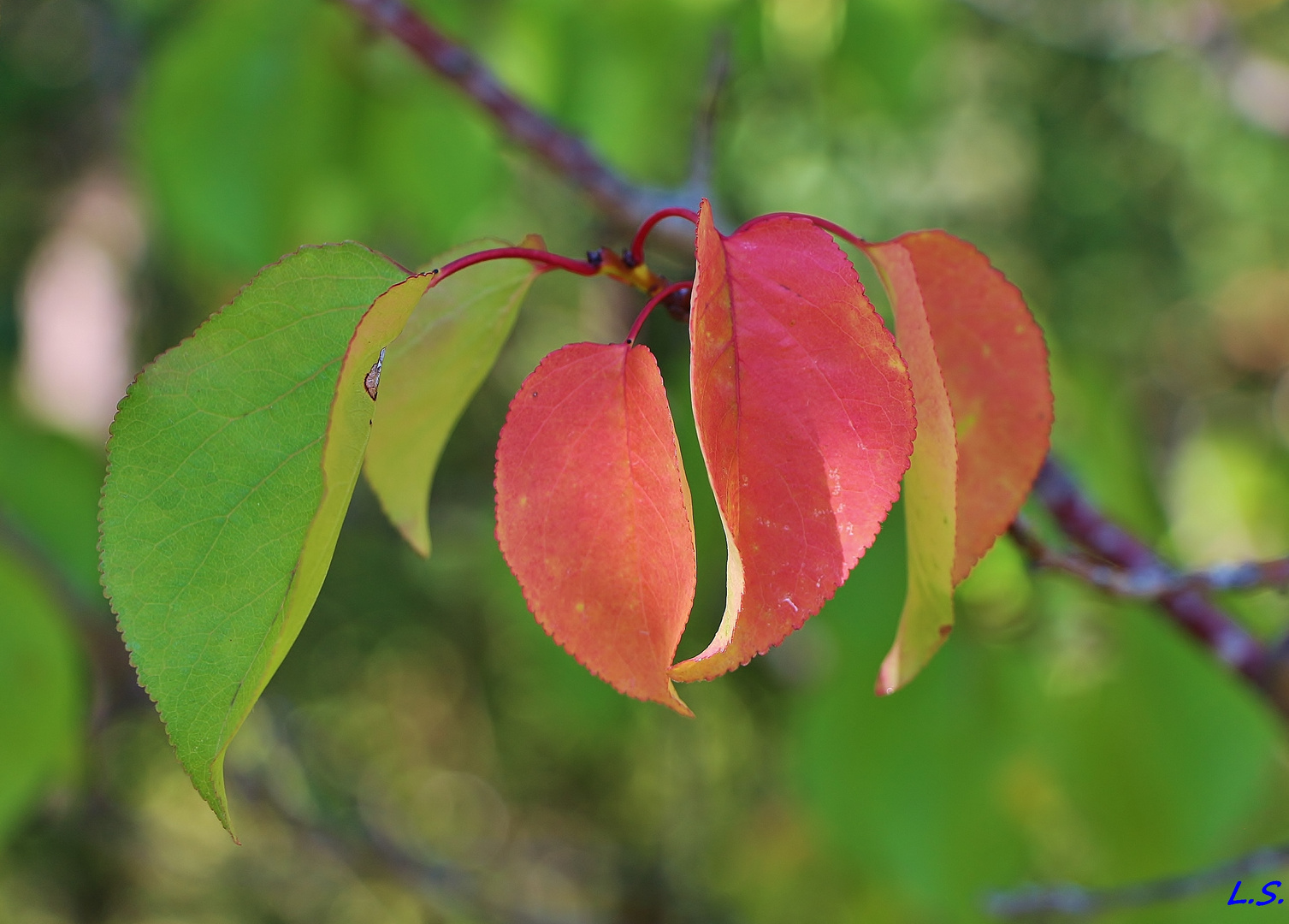 Couleurs d'automne...