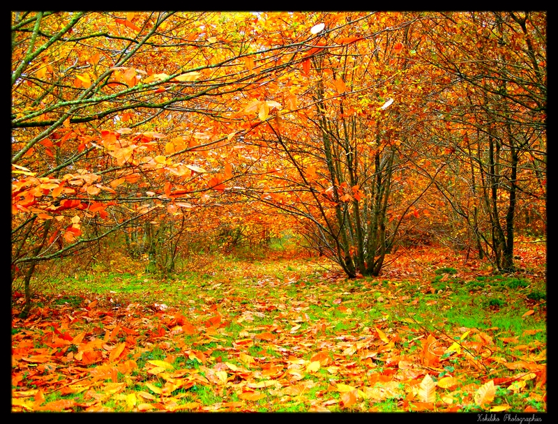 Couleurs d'automne 2