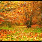 Couleurs d'automne 2