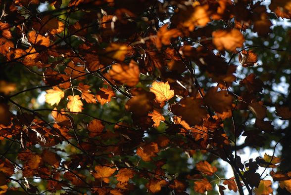 Couleurs d'Automne