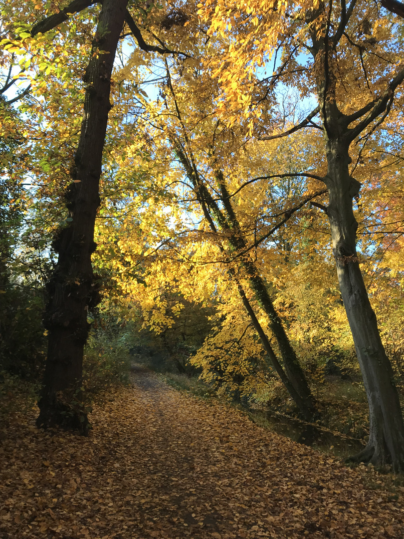 Couleurs d'automne !