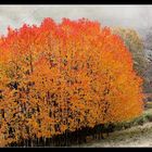 couleurs d'automne 3