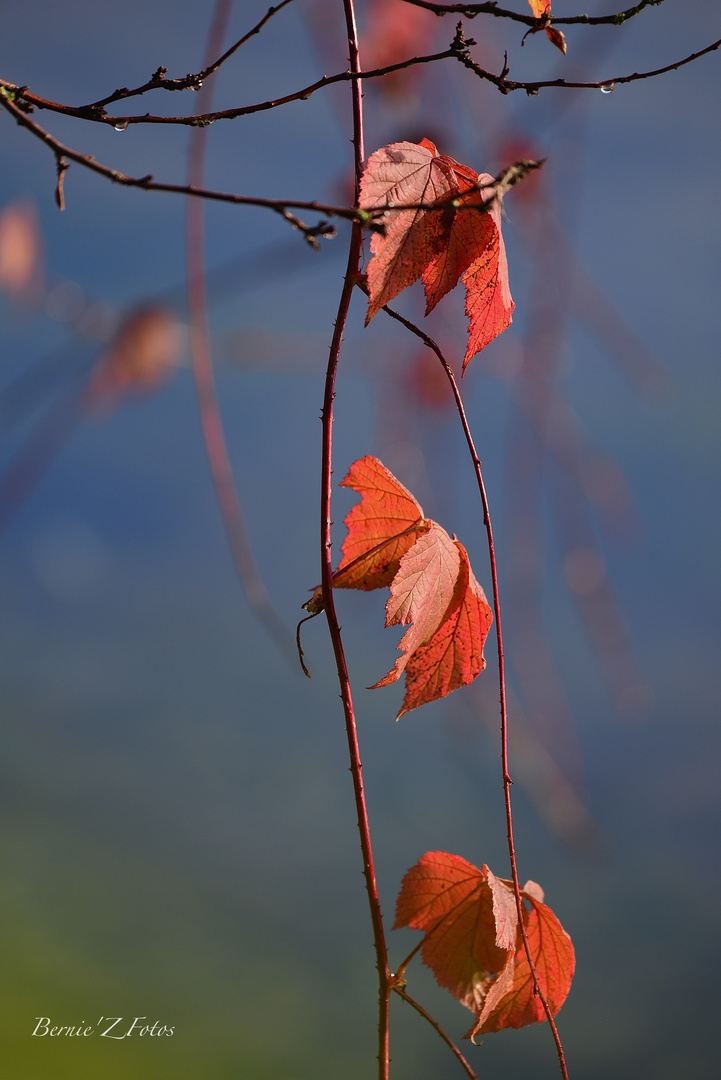 Couleurs d'automne